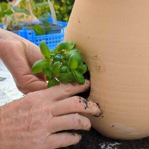 Inscription Atelier "Créé ton Mini-potager pour balcon"
